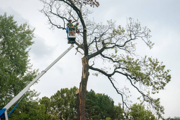 Best Tree Risk Assessment  in Milton, FL