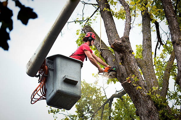 Best Palm Tree Trimming  in Milton, FL