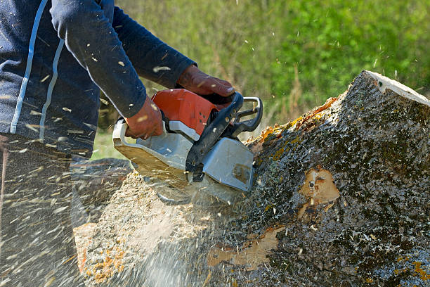 Best Root Management and Removal  in Milton, FL